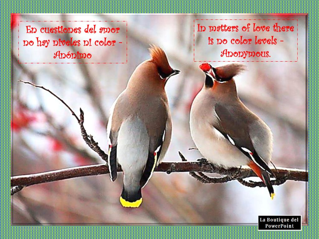 En cuestiones del amor no hay niveles ni color - Anónimo