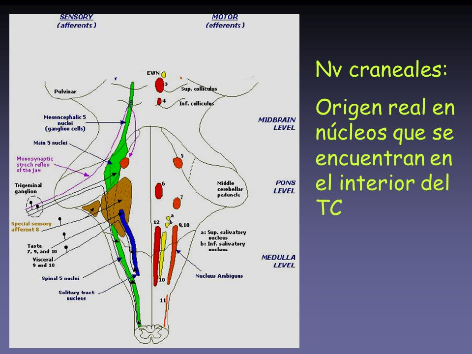 Nv craneales: Origen real en núcleos que se encuentran en el interior del TC