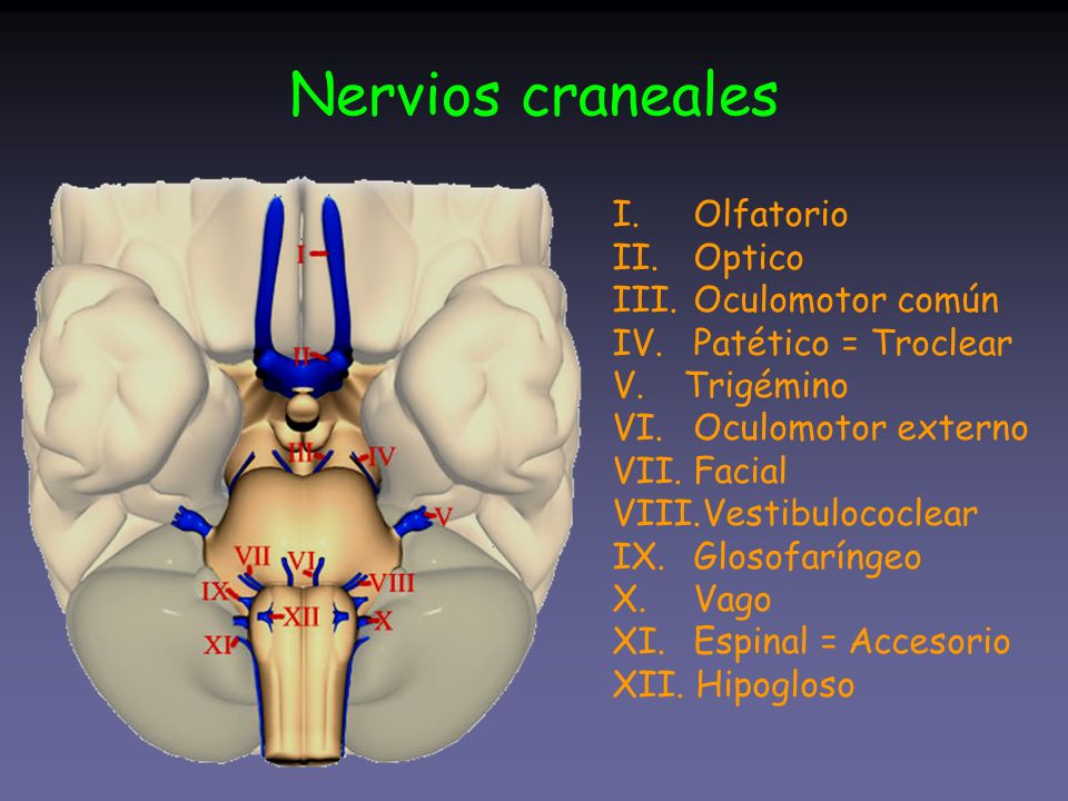 Nervios craneales Olfatorio Optico Oculomotor común