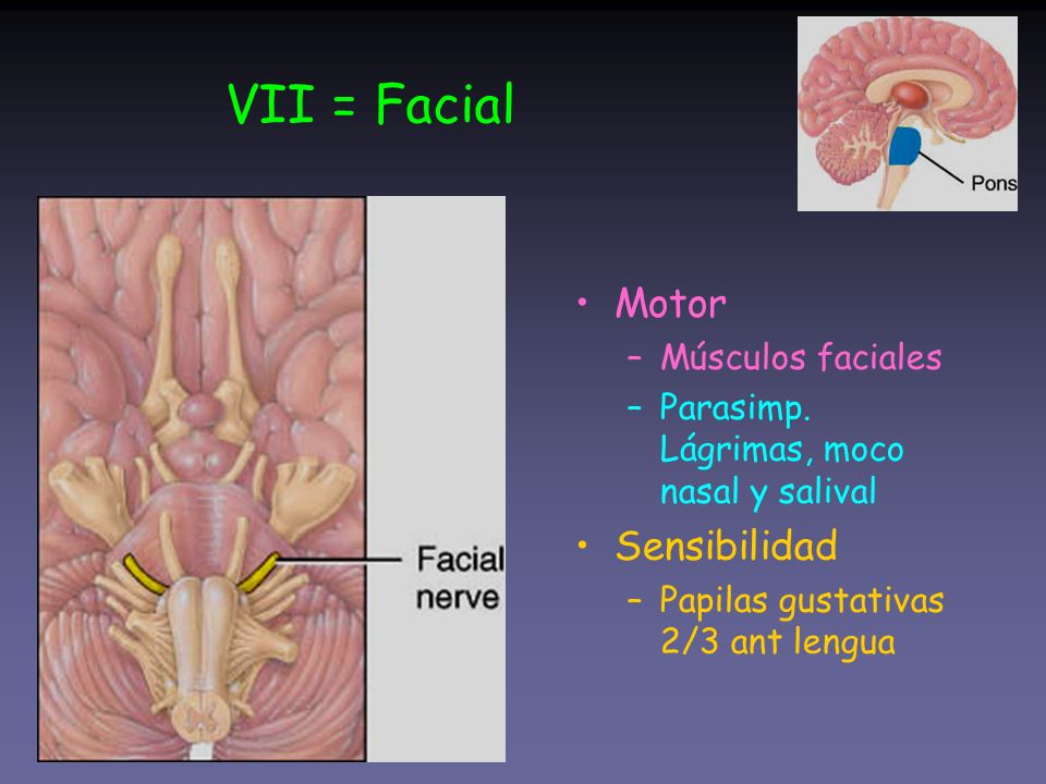 VII = Facial Motor Sensibilidad Músculos faciales