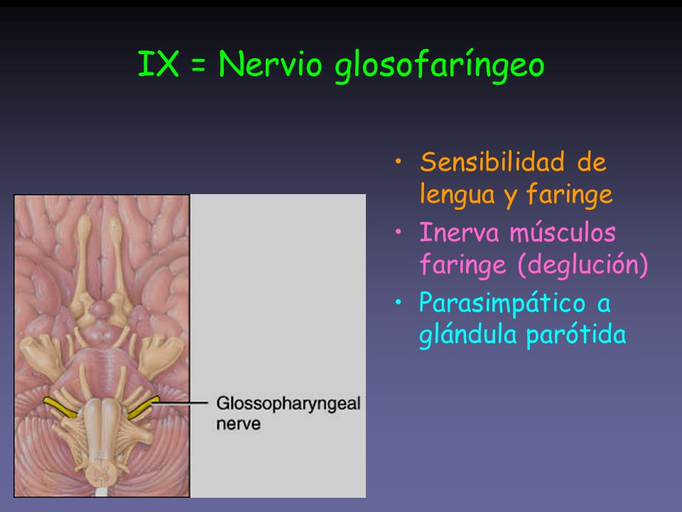 IX = Nervio glosofaríngeo