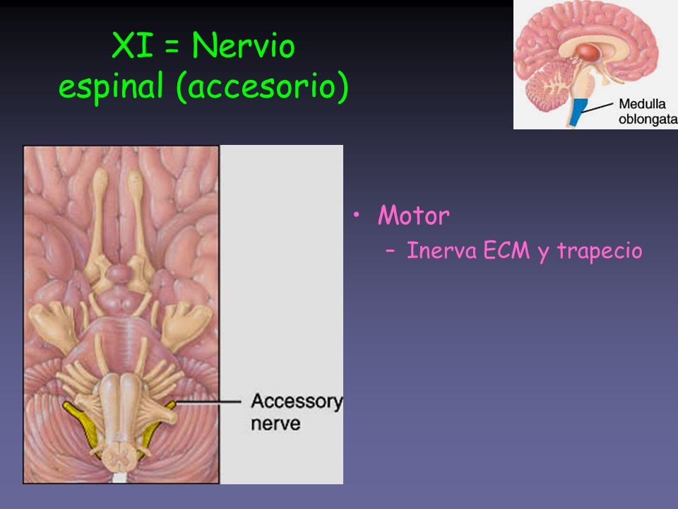 XI = Nervio espinal (accesorio)