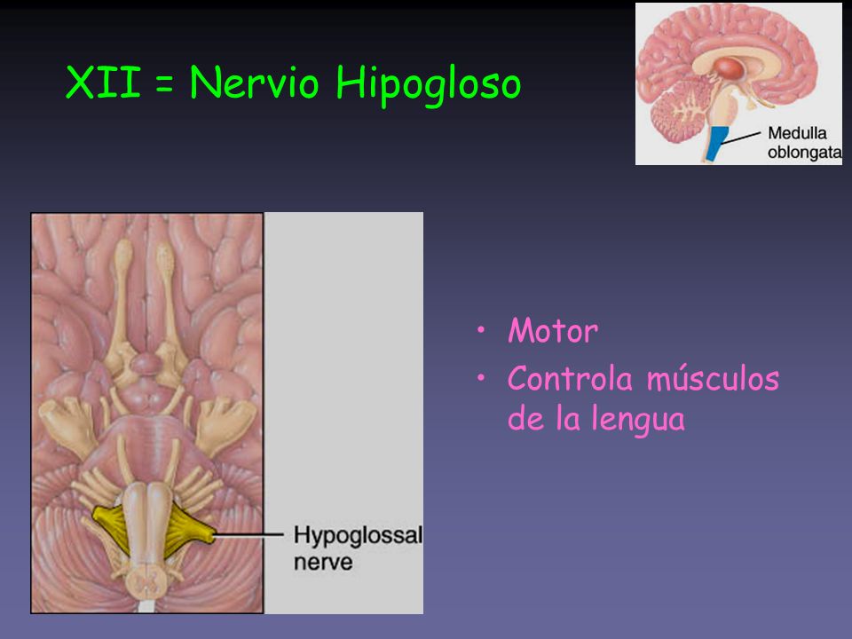 XII = Nervio Hipogloso Motor Controla músculos de la lengua