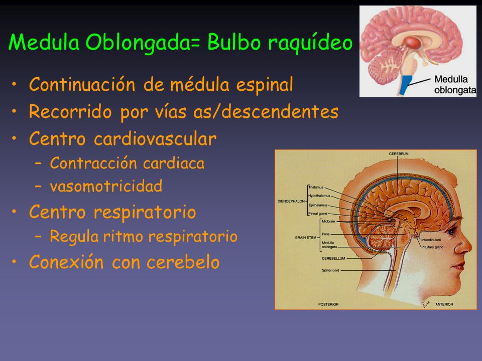 Medula Oblongada= Bulbo raquídeo