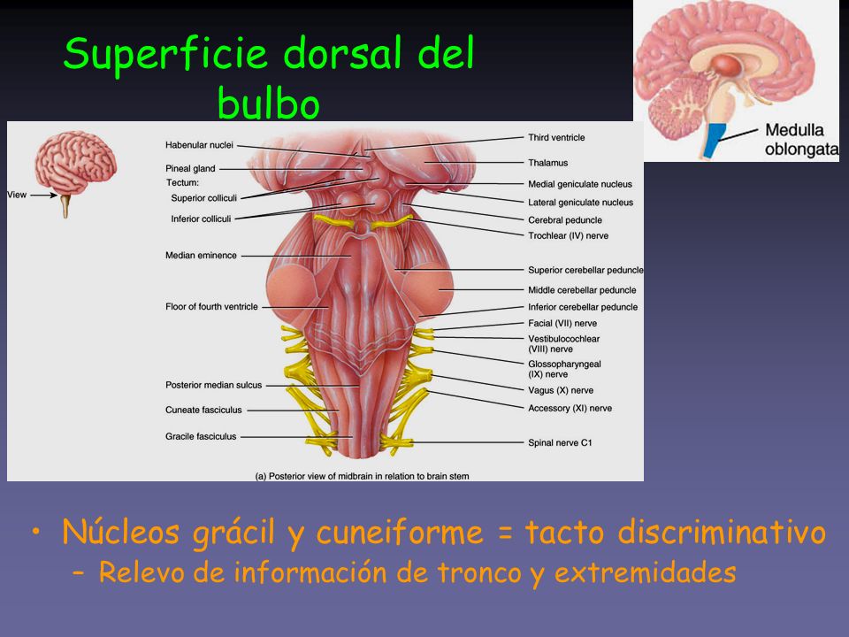 Superficie dorsal del bulbo