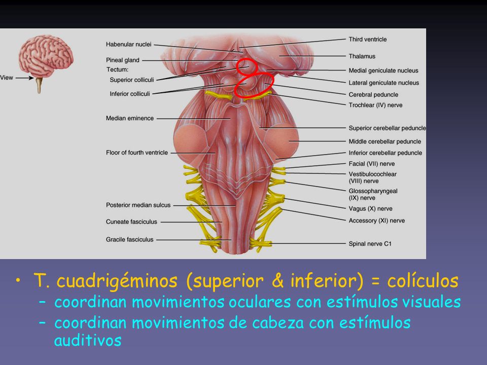 T. cuadrigéminos (superior & inferior) = colículos