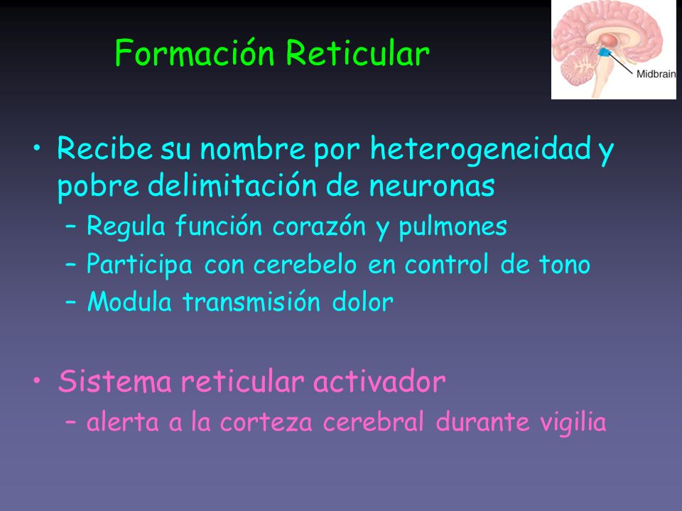 Formación Reticular Recibe su nombre por heterogeneidad y pobre delimitación de neuronas. Regula función corazón y pulmones.