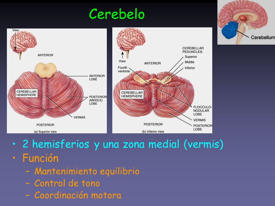 Cerebelo 2 hemisferios y una zona medial (vermis) Función