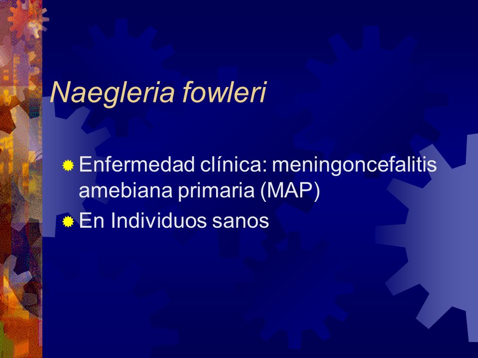 Naegleria fowleri Enfermedad clínica: meningoncefalitis amebiana primaria (MAP) En Individuos sanos