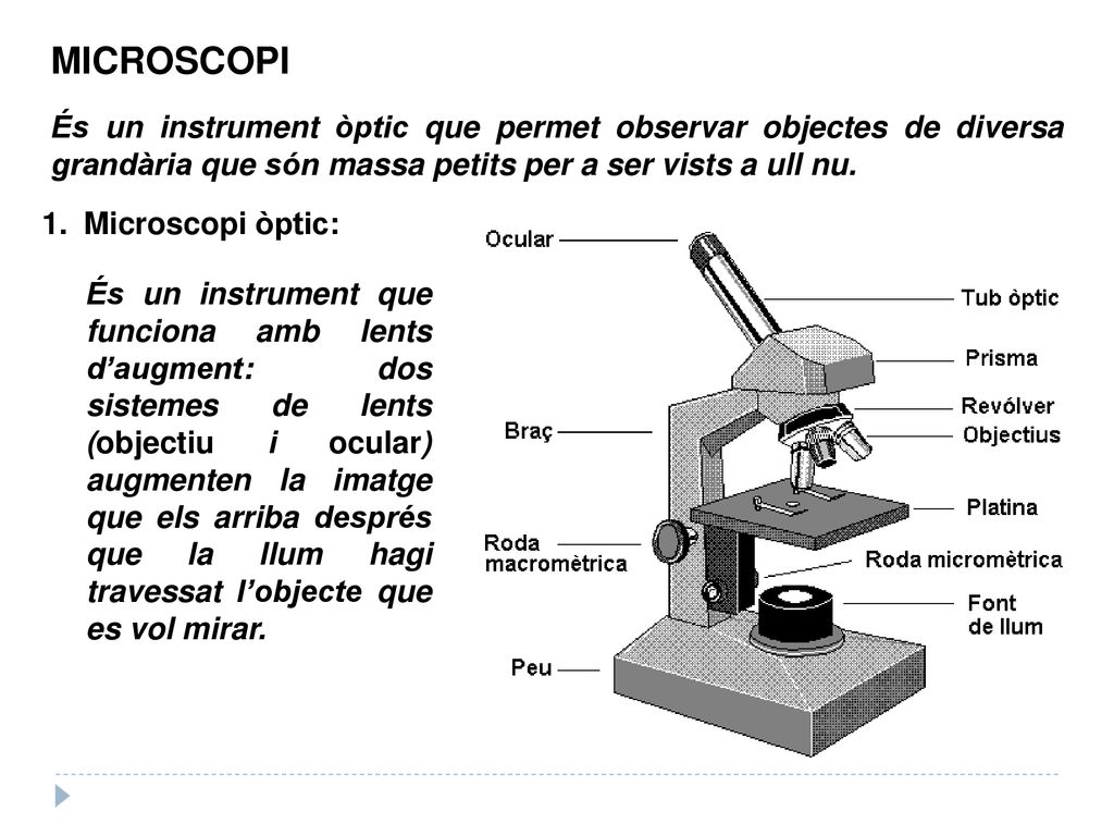 MICROSCOPI És un instrument òptic que permet observar objectes de diversa grandària que són massa petits per a ser vists a ull nu.