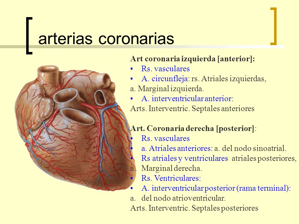arterias coronarias Art coronaria izquierda [anterior]: Rs. vasculares