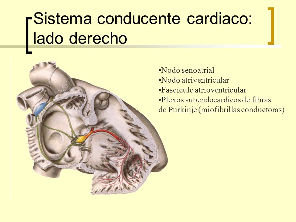 Sistema conducente cardiaco: lado derecho