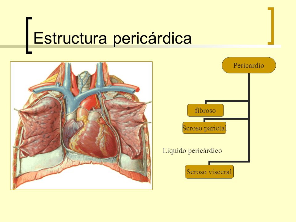 Estructura pericárdica
