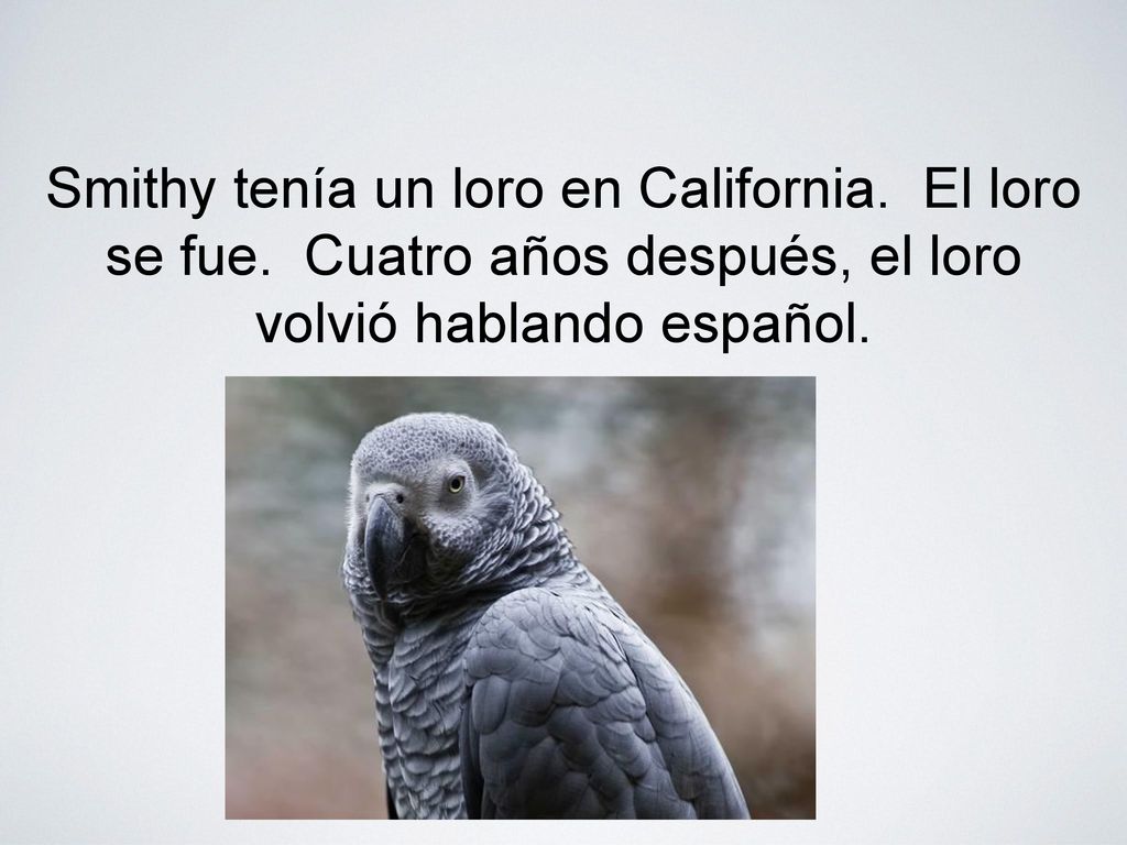 Smithy tenía un loro en California. El loro se fue