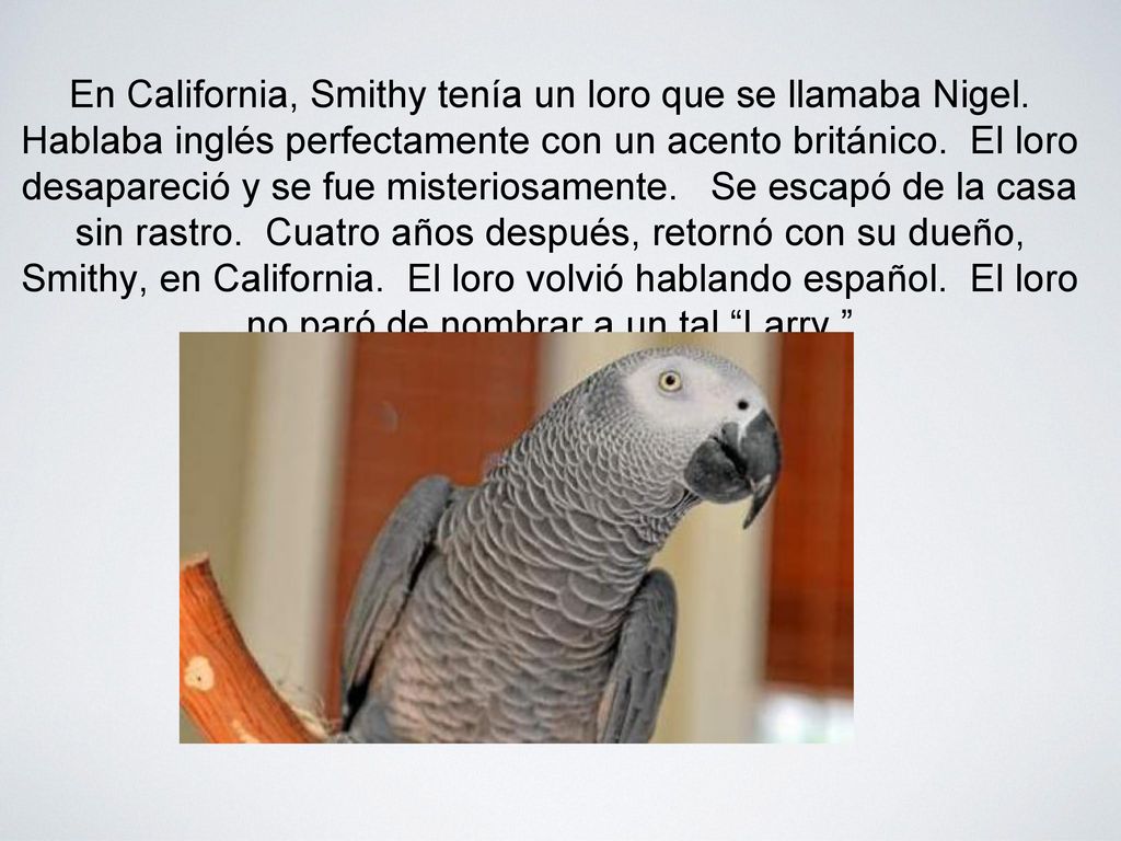 En California, Smithy tenía un loro que se llamaba Nigel