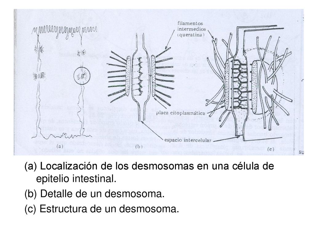 (a) Localización de los desmosomas en una célula de epitelio intestinal.