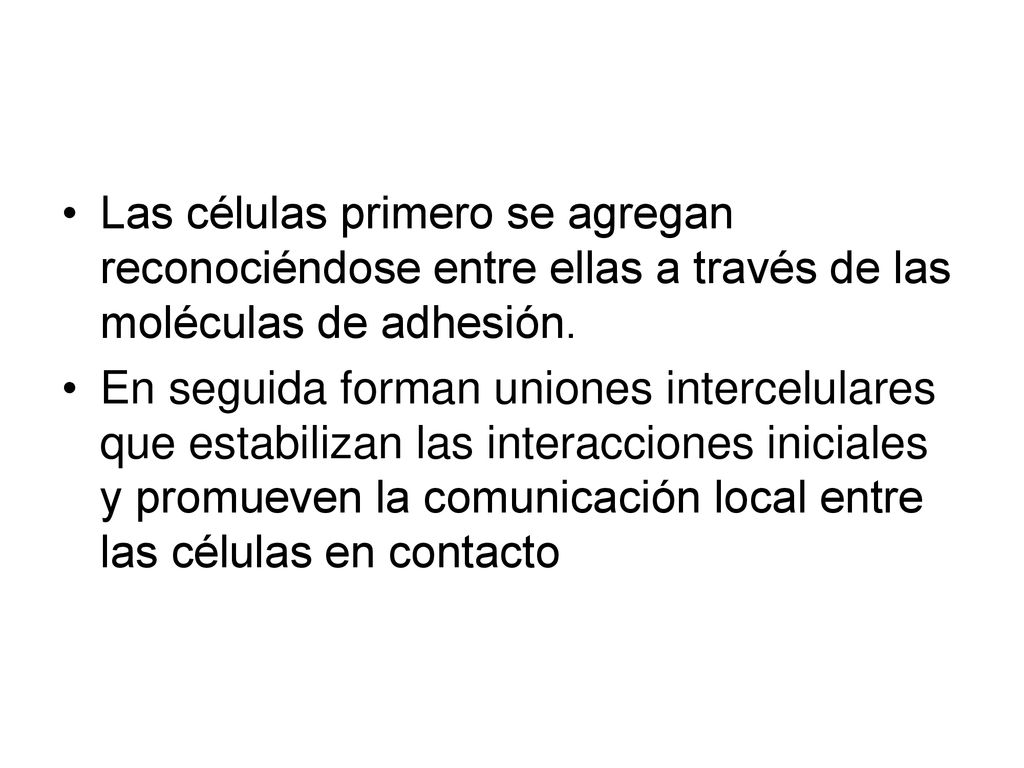 Las células primero se agregan reconociéndose entre ellas a través de las moléculas de adhesión.