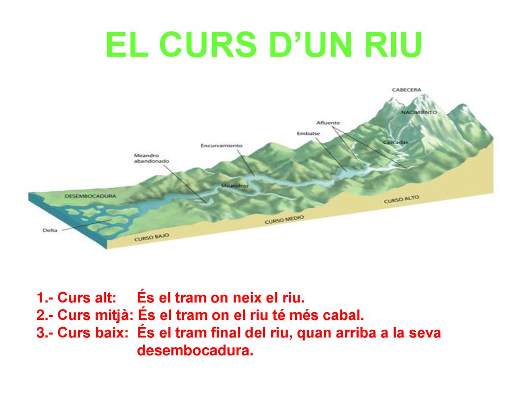 EL CURS D’UN RIU 1.- Curs alt: És el tram on neix el riu.