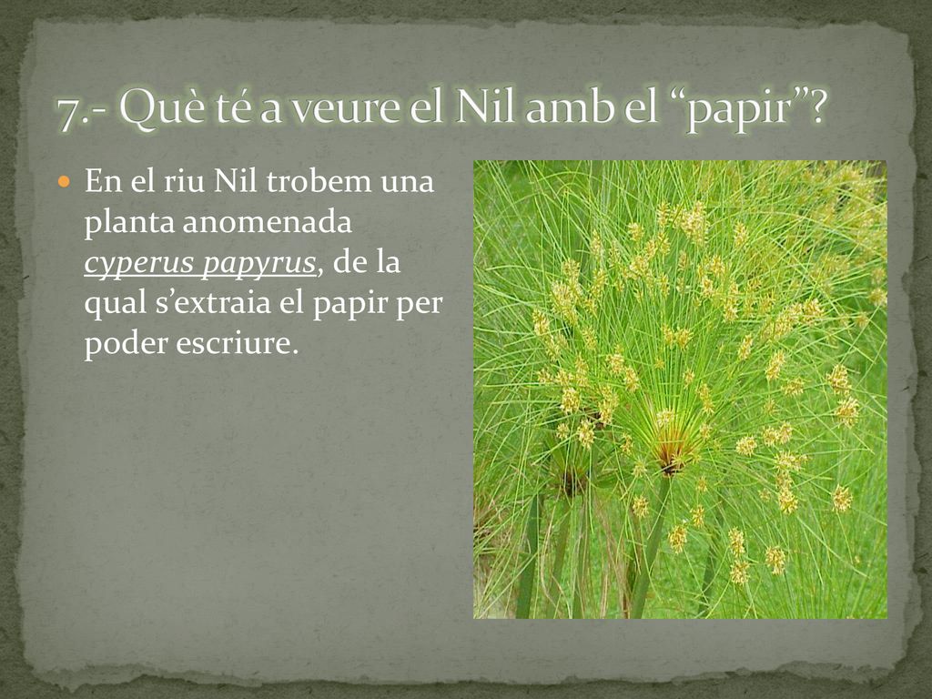 7.- Què té a veure el Nil amb el papir