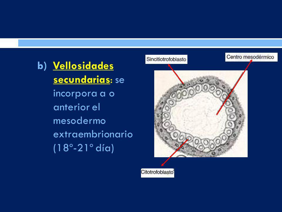b) Vellosidades secundarias: se incorpora a o anterior el mesodermo extraembrionario (18º-21º día)
