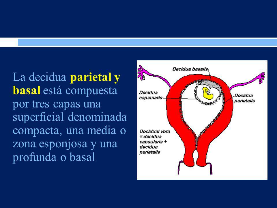 La decidua parietal y basal está compuesta por tres capas una superficial denominada compacta, una media o zona esponjosa y una profunda o basal