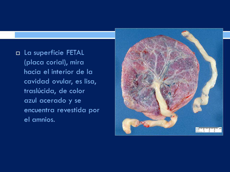 La superficie FETAL (placa corial), mira hacia el interior de la cavidad ovular, es lisa, traslúcida, de color azul acerado y se encuentra revestida por el amnios.