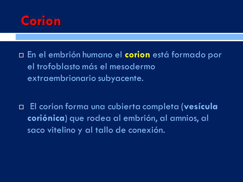 Corion En el embrión humano el corion está formado por el trofoblasto más el mesodermo extraembrionario subyacente.