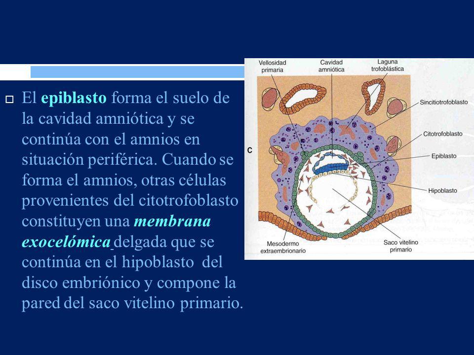 El epiblasto forma el suelo de la cavidad amniótica y se continúa con el amnios en situación periférica.