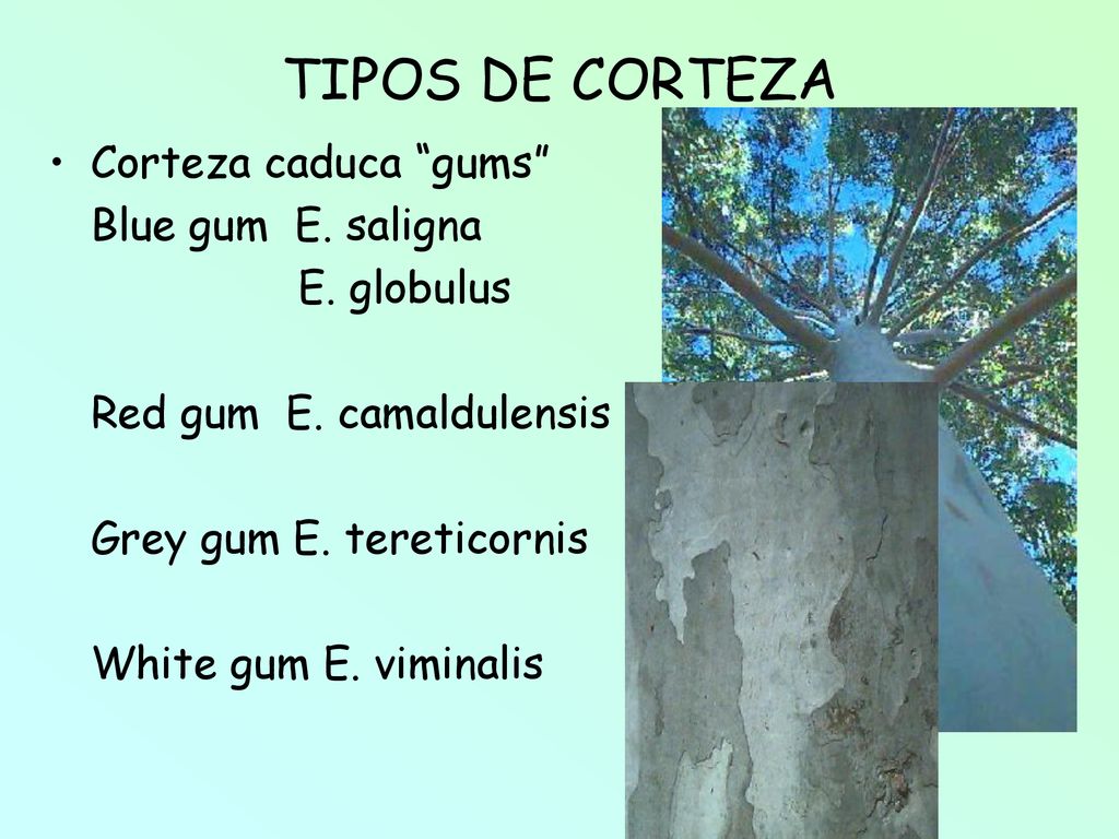TIPOS DE CORTEZA Corteza caduca gums Blue gum E. saligna E. globulus