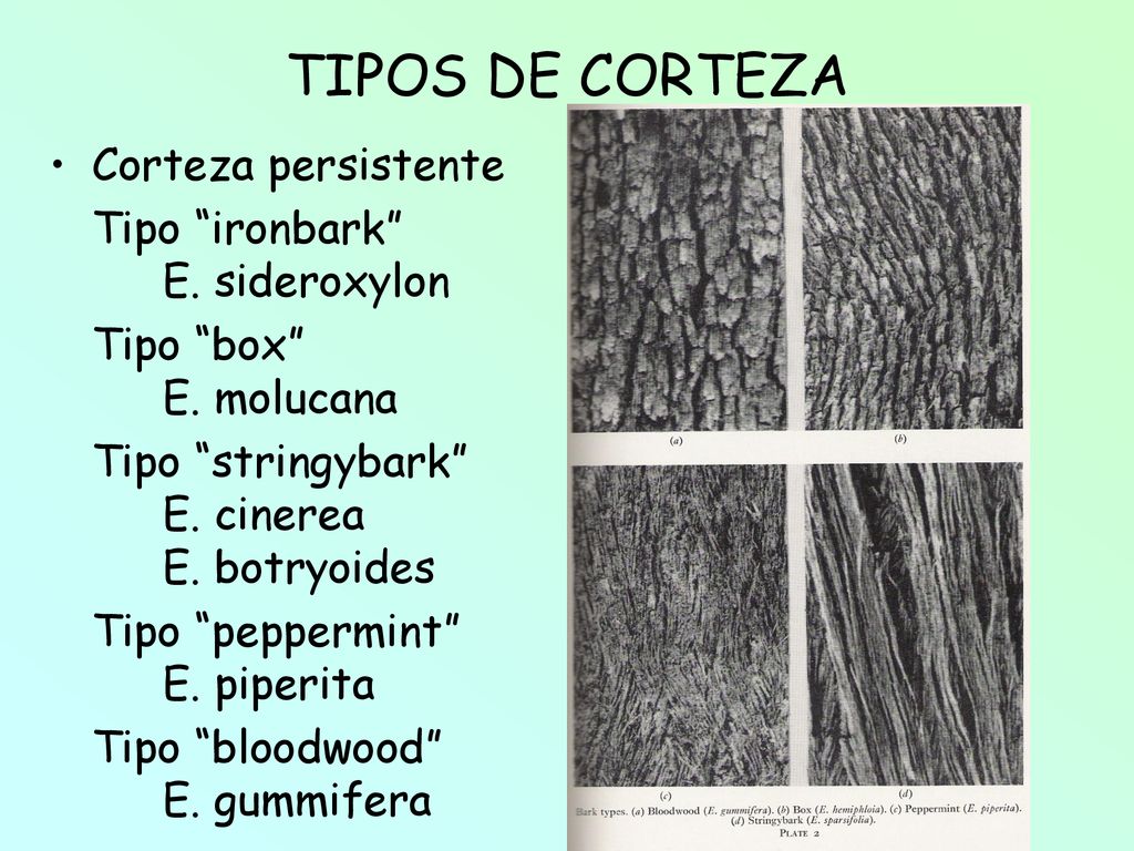 TIPOS DE CORTEZA Corteza persistente Tipo ironbark E. sideroxylon