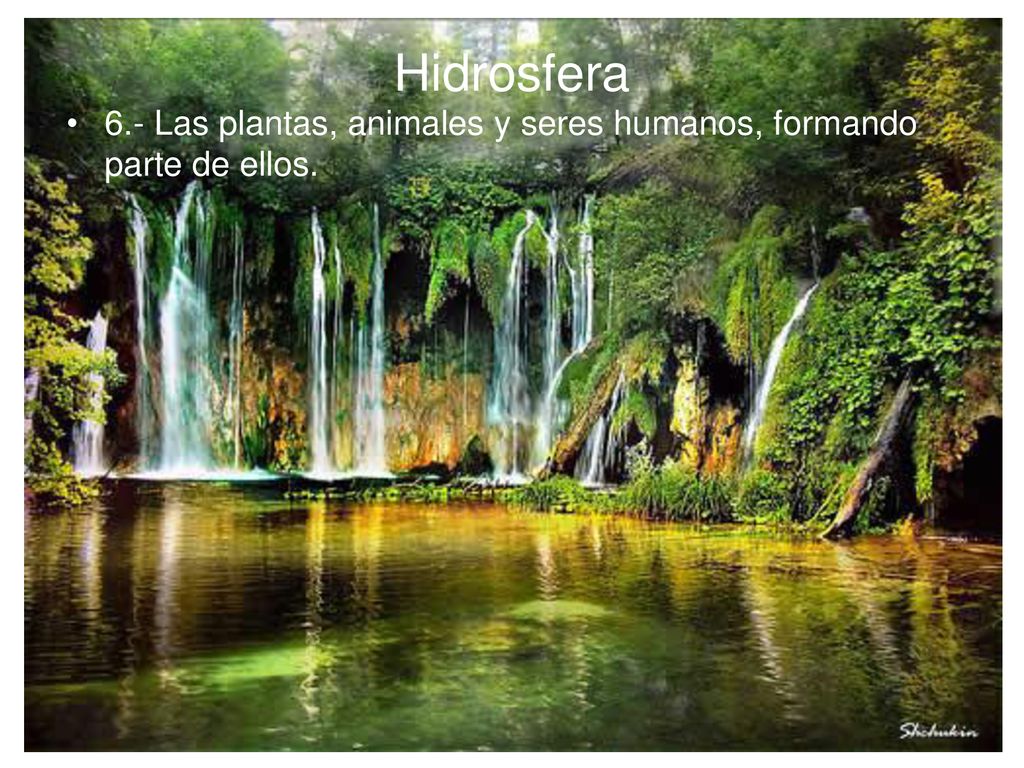 Hidrosfera 6.- Las plantas, animales y seres humanos, formando parte de ellos.