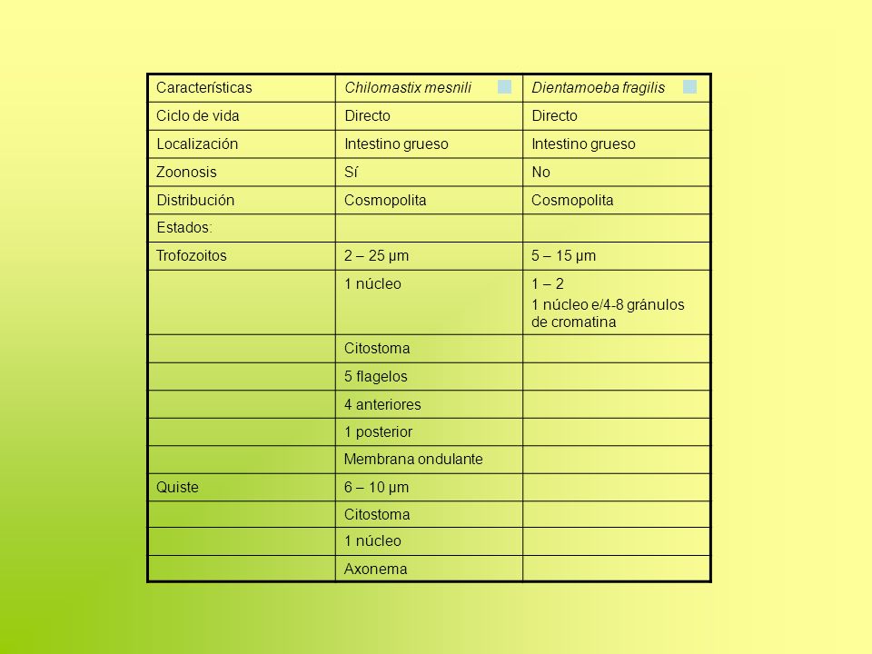 Características Chilomastix mesnili. Dientamoeba fragilis. Ciclo de vida. Directo. Localización.