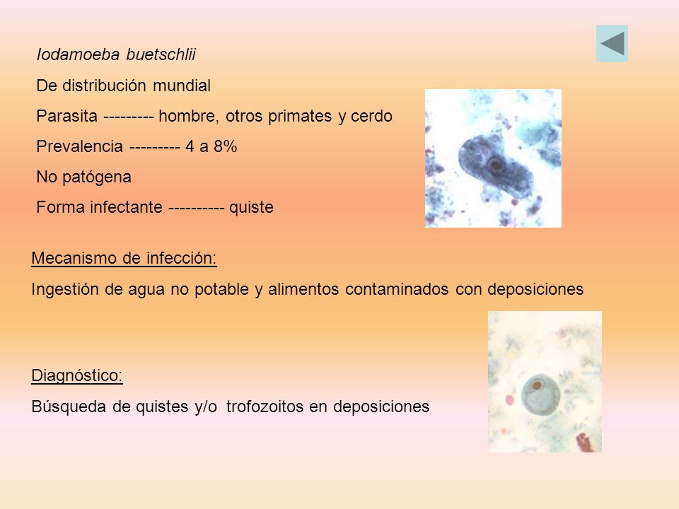 Iodamoeba buetschlii De distribución mundial. Parasita hombre, otros primates y cerdo. Prevalencia a 8%