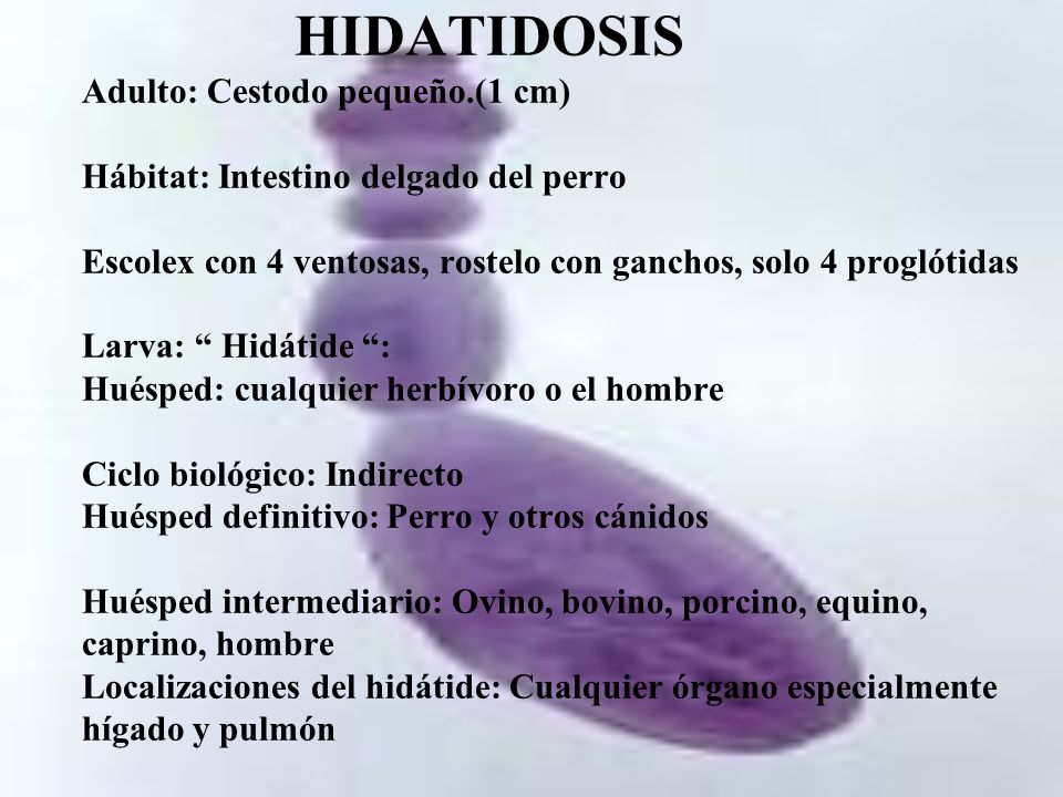 HIDATIDOSIS Adulto: Cestodo pequeño