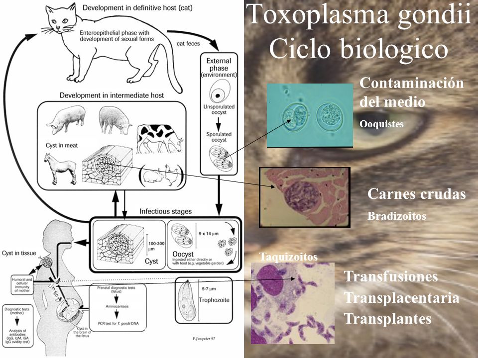 Toxoplasma gondii Ciclo biologico