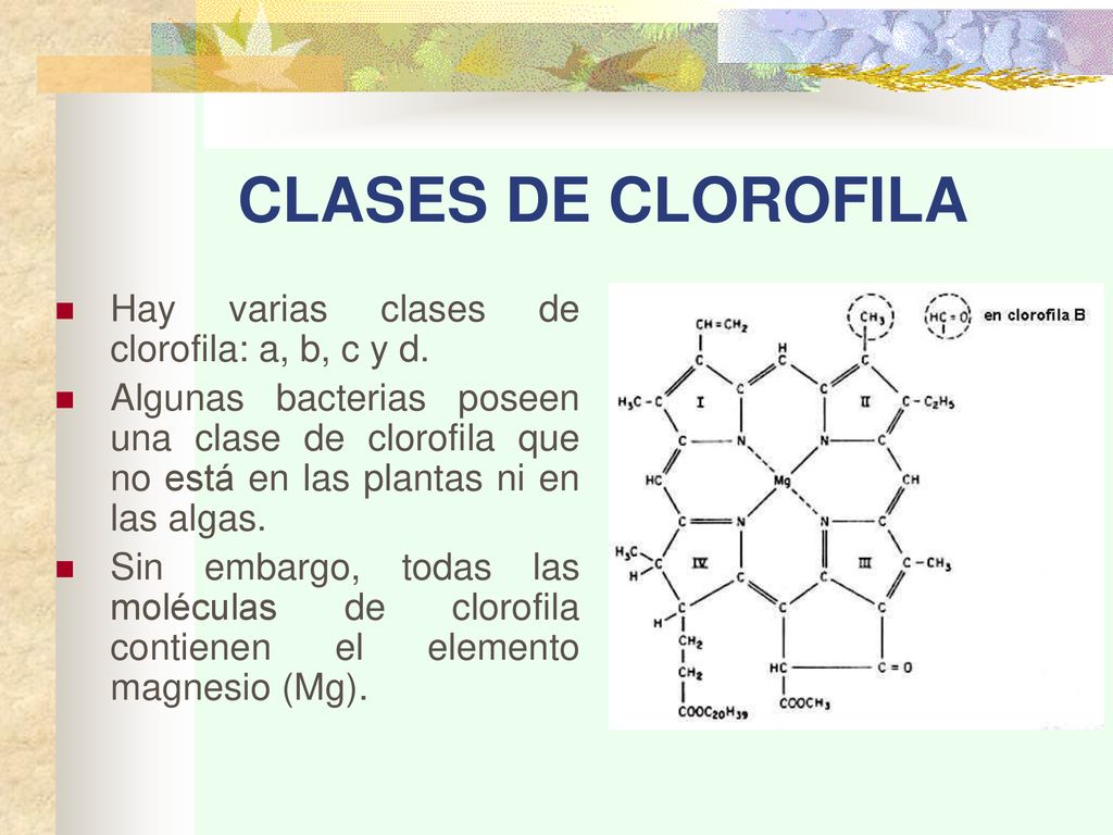 CLASES DE CLOROFILA Hay varias clases de clorofila: a, b, c y d.
