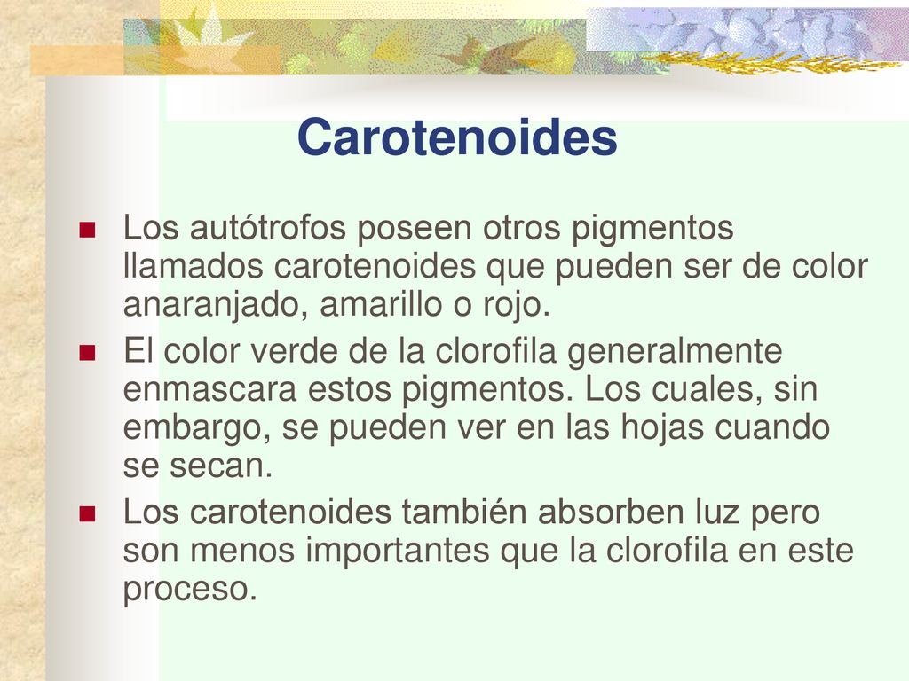 Carotenoides Los autótrofos poseen otros pigmentos llamados carotenoides que pueden ser de color anaranjado, amarillo o rojo.