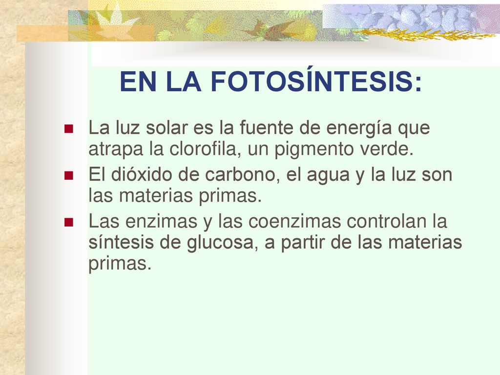 EN LA FOTOSÍNTESIS: La luz solar es la fuente de energía que atrapa la clorofila, un pigmento verde.