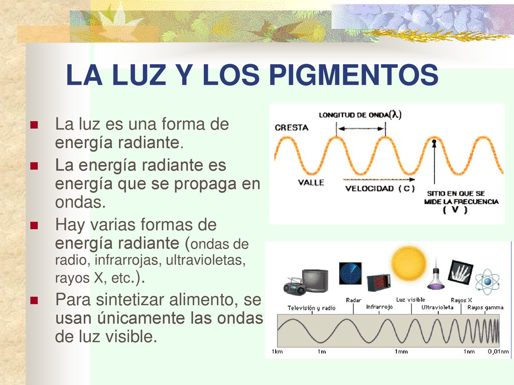 LA LUZ Y LOS PIGMENTOS La luz es una forma de energía radiante.