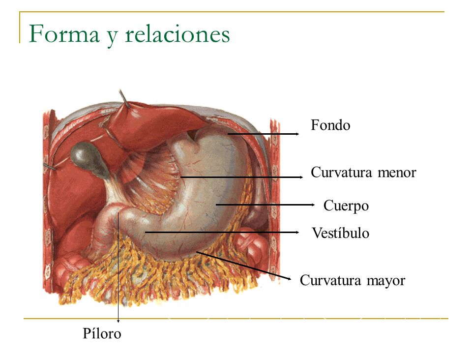 Forma y relaciones UACh Fondo Curvatura menor Cuerpo Vestíbulo