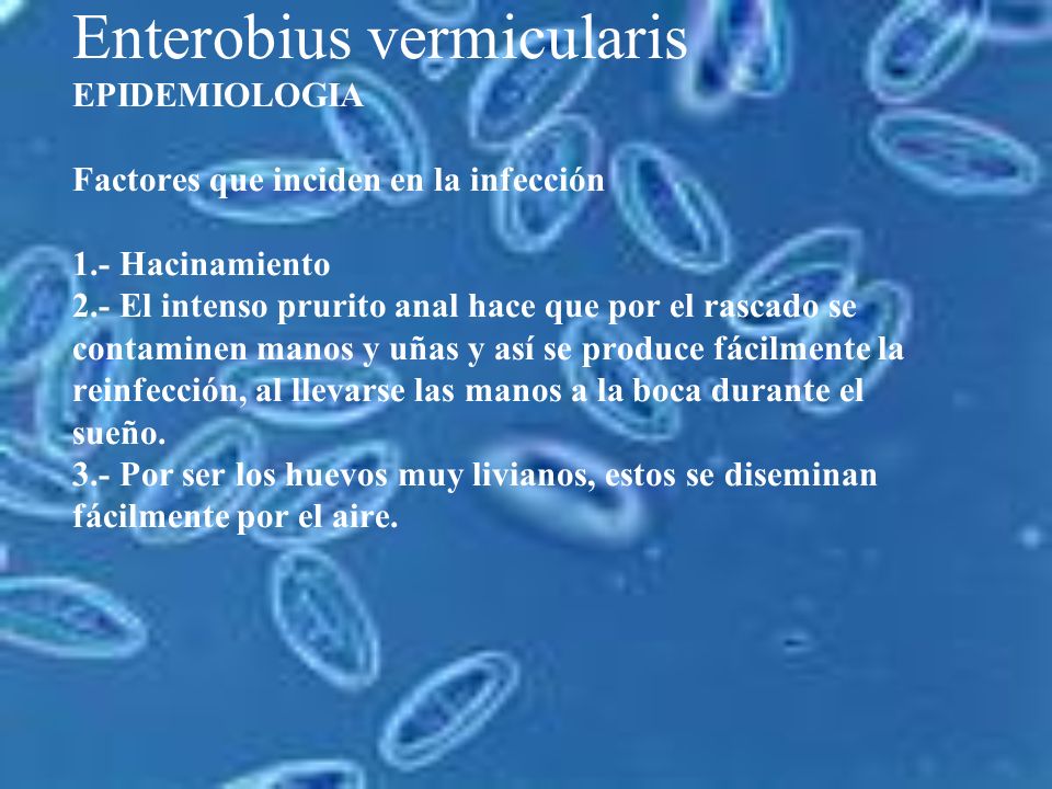 enterobius vermicularis epidemiologia