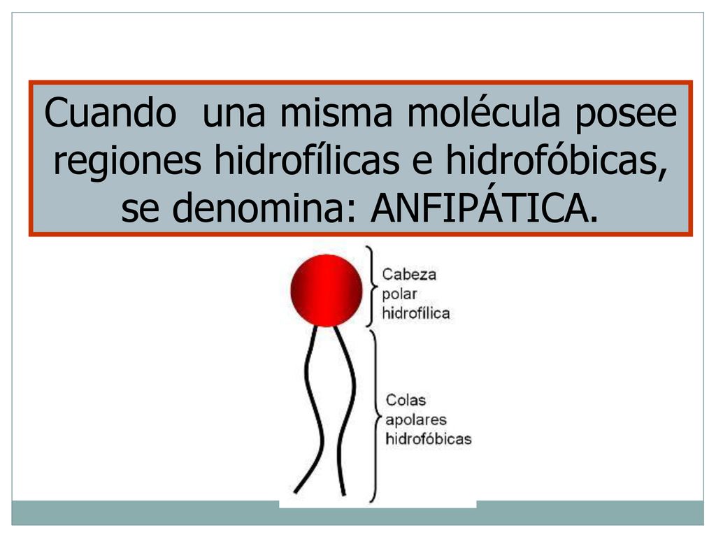 Cuando una misma molécula posee regiones hidrofílicas e hidrofóbicas, se denomina: ANFIPÁTICA.