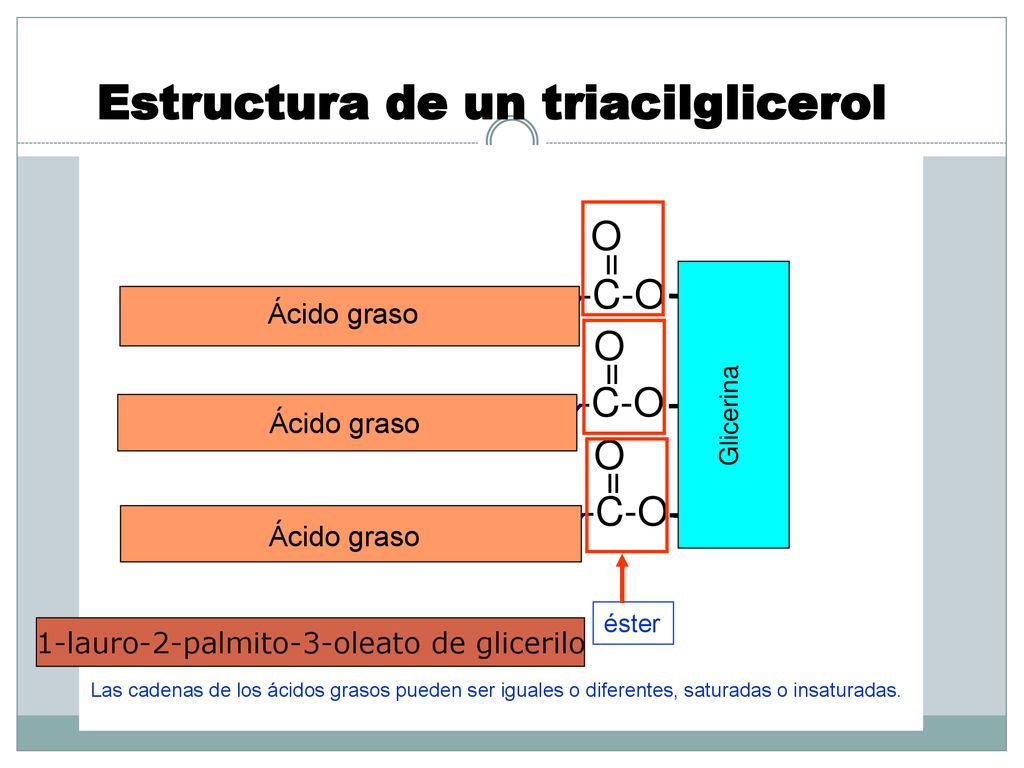 Estructura de un triacilglicerol