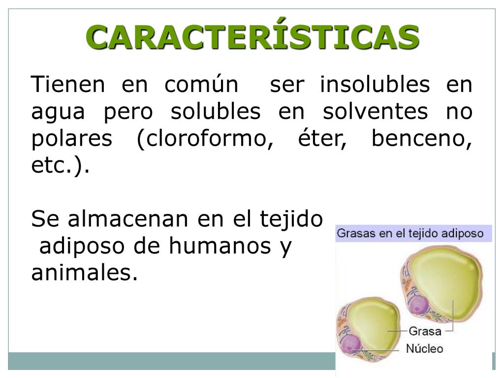 CARACTERÍSTICAS Tienen en común ser insolubles en agua pero solubles en solventes no polares (cloroformo, éter, benceno, etc.).