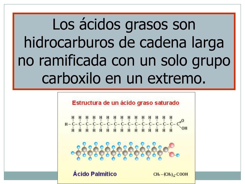 Los ácidos grasos son hidrocarburos de cadena larga no ramificada con un solo grupo carboxilo en un extremo.