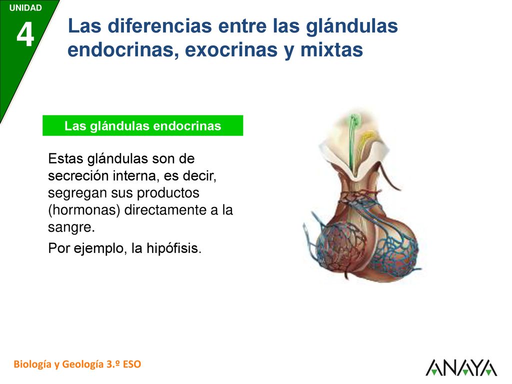 ¿Qué diferencia hay entre glándulas endocrinas y hormonas endocrinas?
