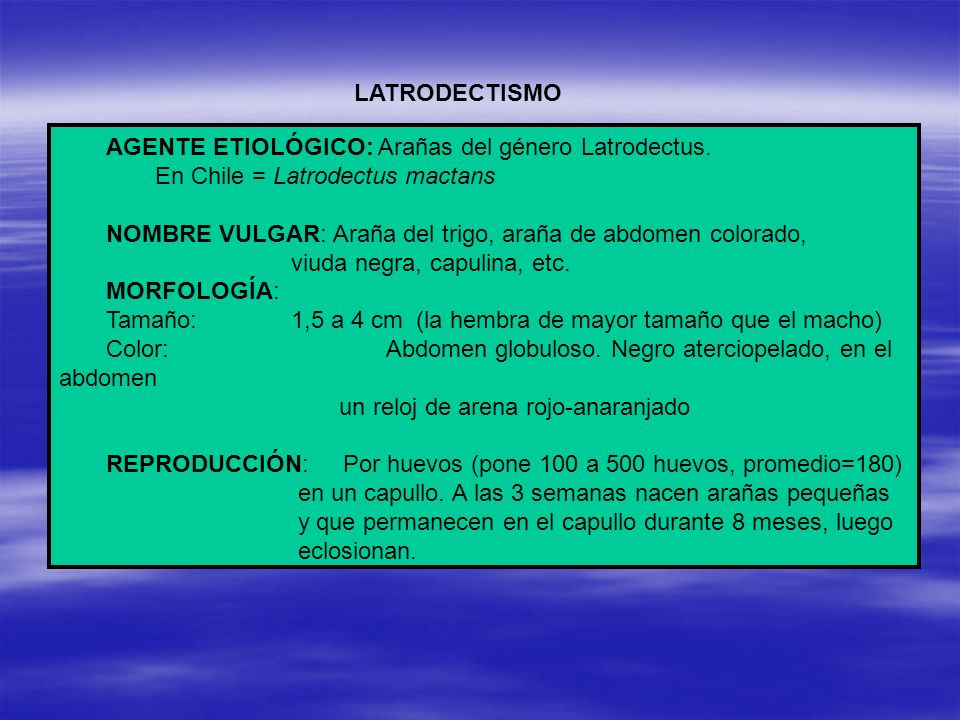 LATRODECTISMO AGENTE ETIOLÓGICO: Arañas del género Latrodectus. En Chile = Latrodectus mactans.