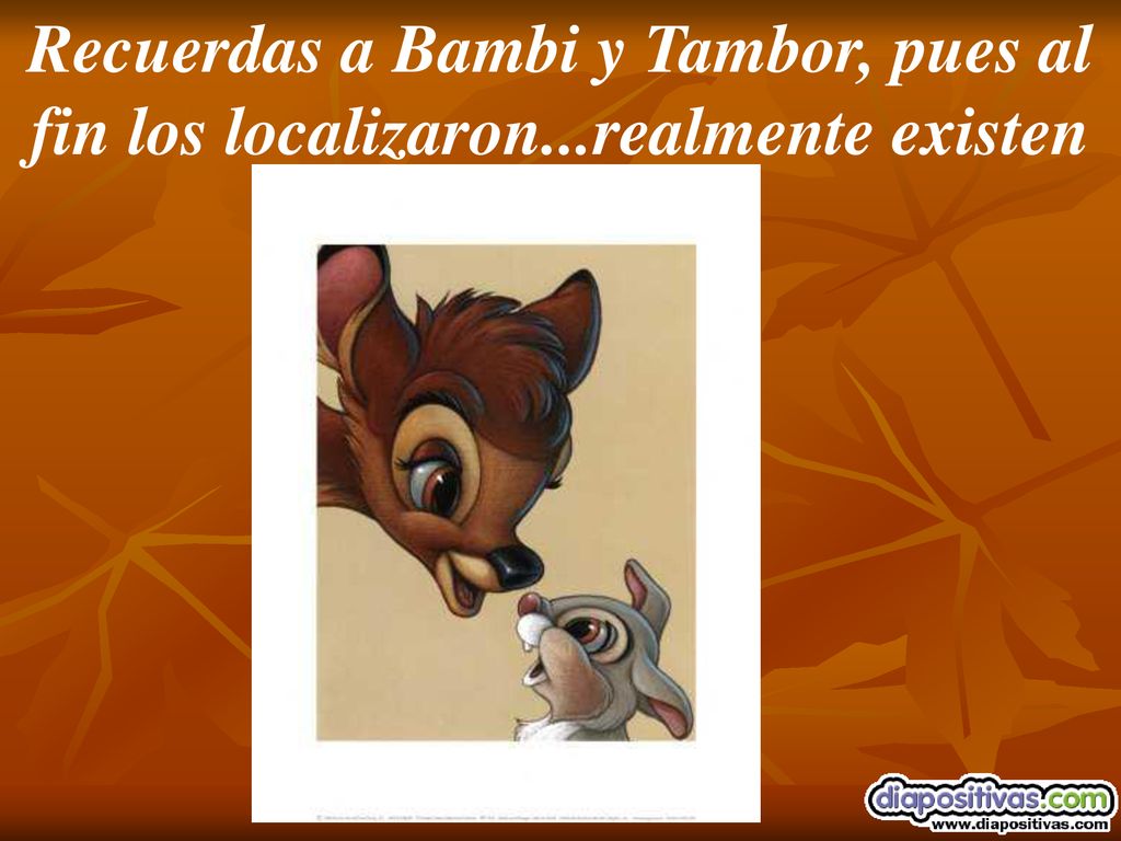 Recuerdas a Bambi y Tambor, pues al fin los localizaron