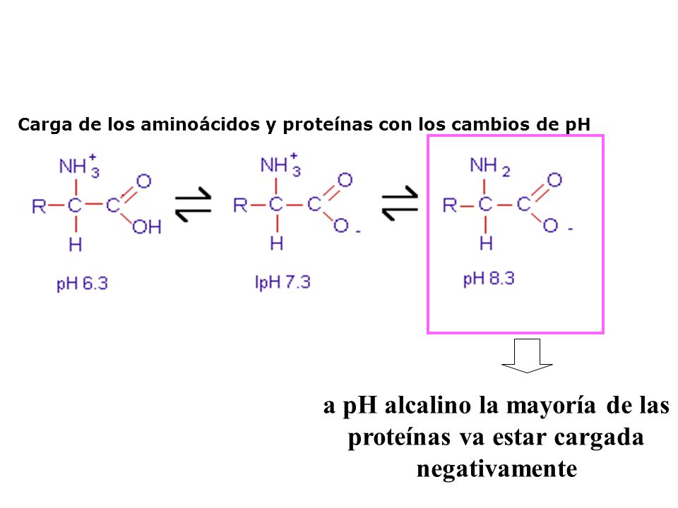 Carga de los aminoácidos y proteínas con los cambios de pH