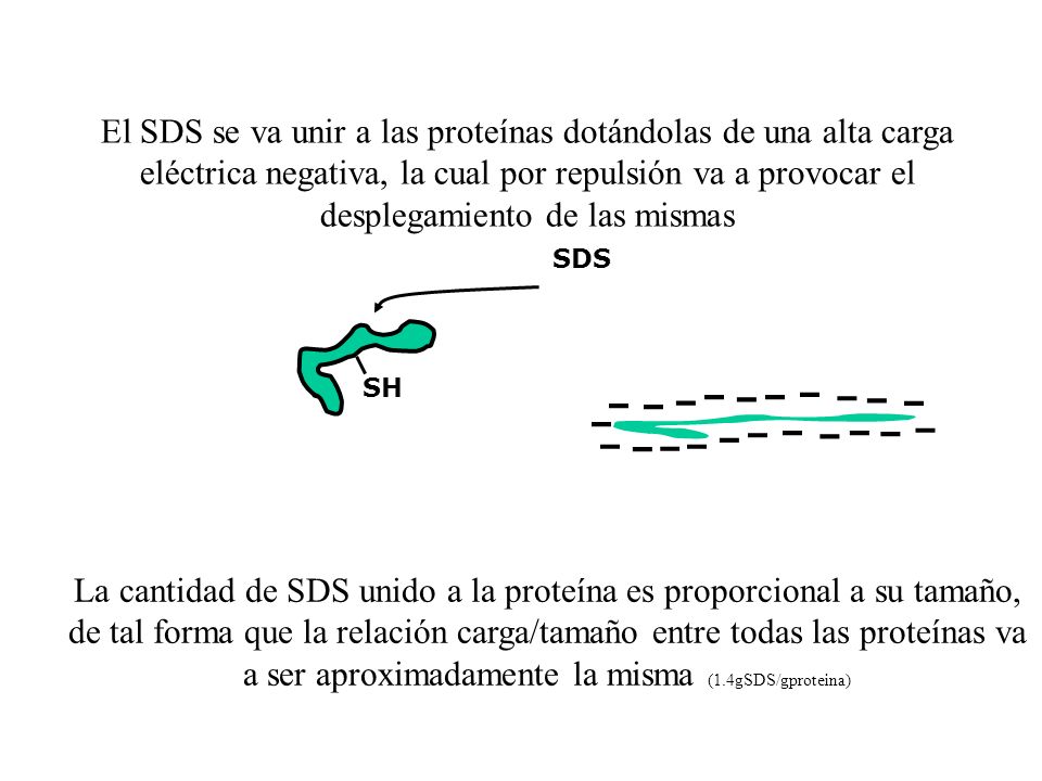 El SDS se va unir a las proteínas dotándolas de una alta carga eléctrica negativa, la cual por repulsión va a provocar el desplegamiento de las mismas